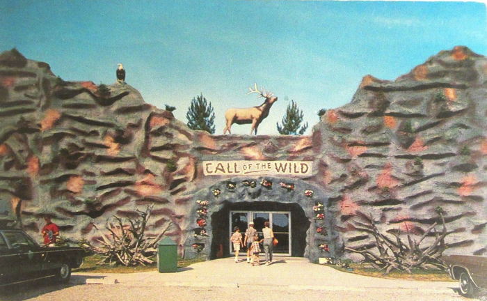 Call of the Wild - Old Postcard